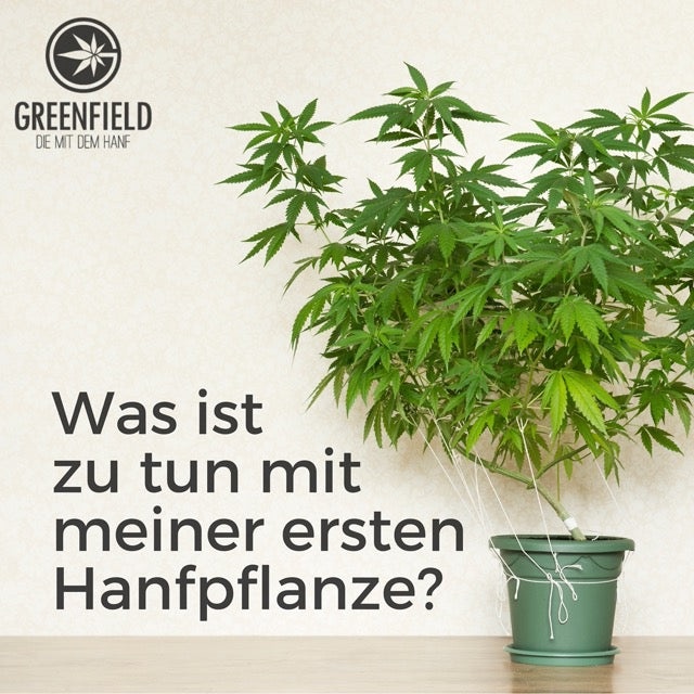 "How to" Anleitung für Deine erste Hanfpflanze