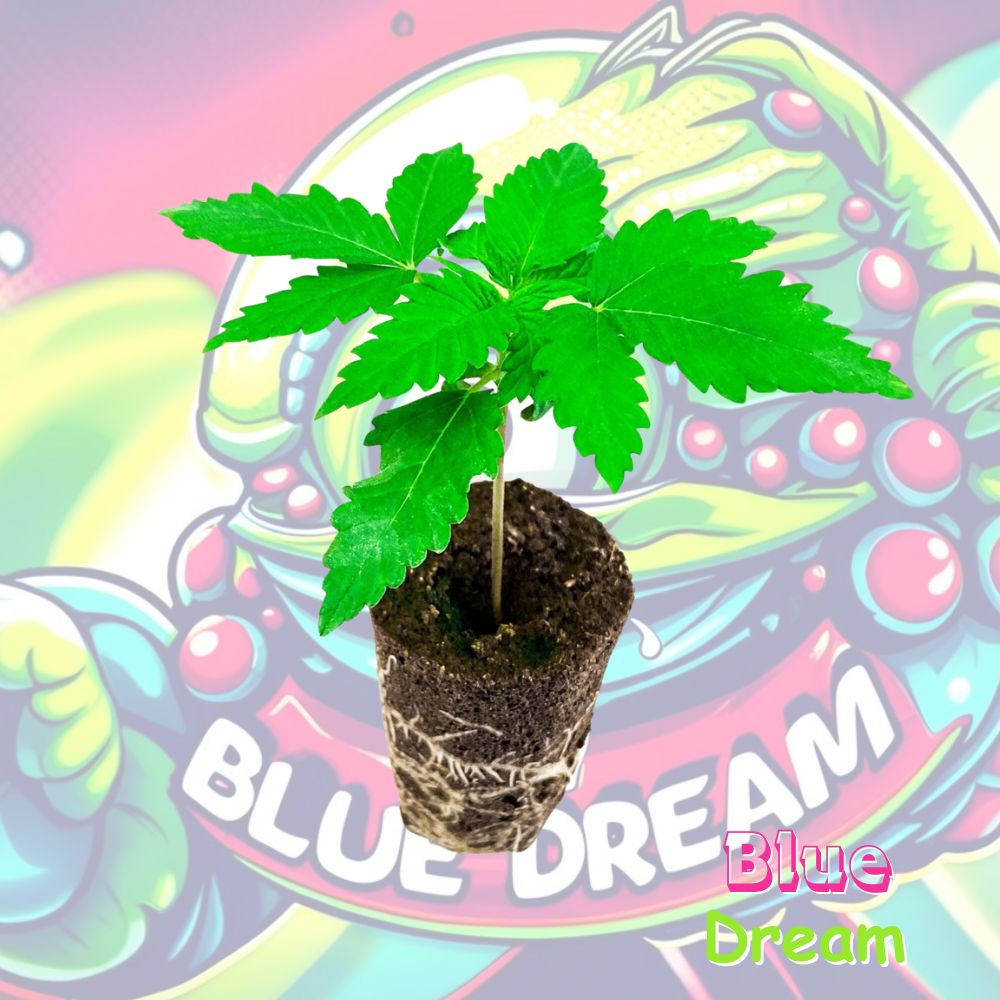 Blue Dream Cannabispflanze im Keil