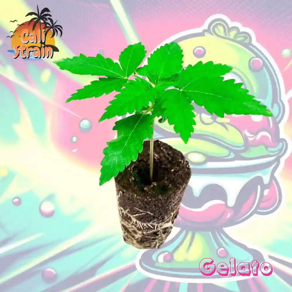 Cannabispflanze Gelato - BHG Greenfield GmbH