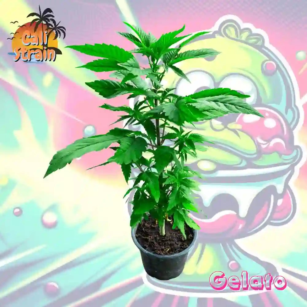 Cannabispflanze Gelato - BHG Greenfield GmbH