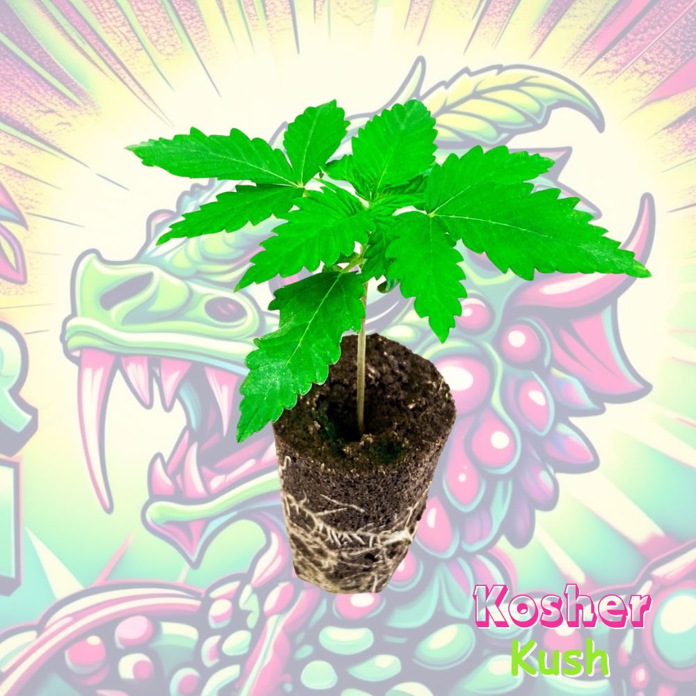 Kosher Kush Cannabispflanze im Keil
