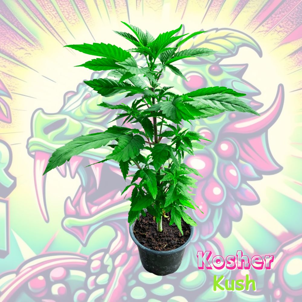 Kosher Kush Cannabispflanze im 0,25L Rundtopf