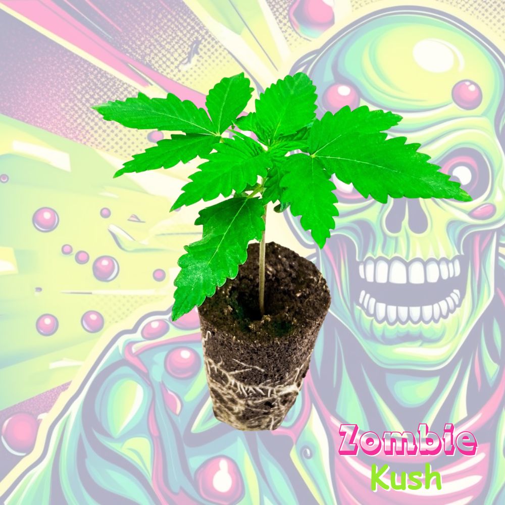 Cannabispflanze Zombie Kush im Keil