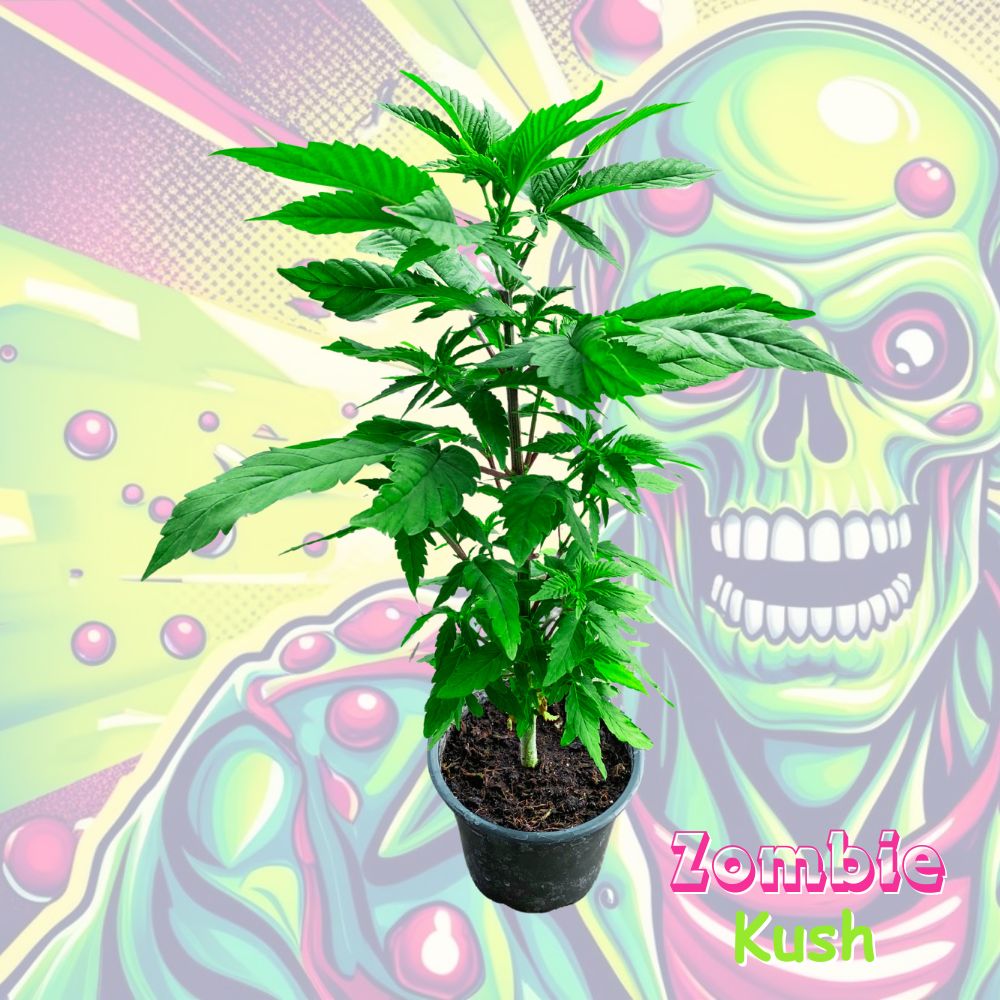 Cannabispflanze Zombie Kush in Sondergroesse
