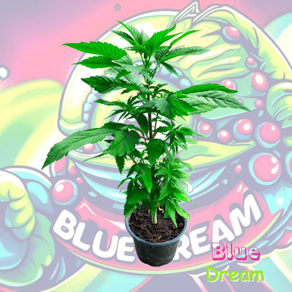 Blue Dream Cannabispflanze im 0,25L Rundtopf