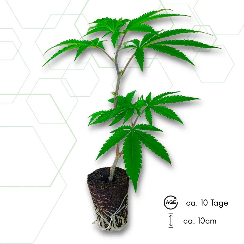 Dragonfruit OG Steckling