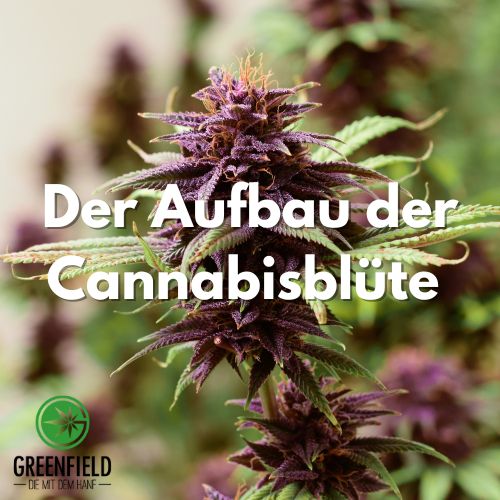 Blogartikel zum Aufbau der Cannabisblüte