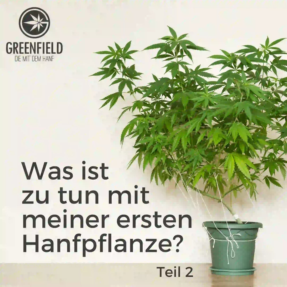 Anleitung für deine erste Hanfpflanze - TEIL 2 (Grundwissen und Gesetzliche Lage)