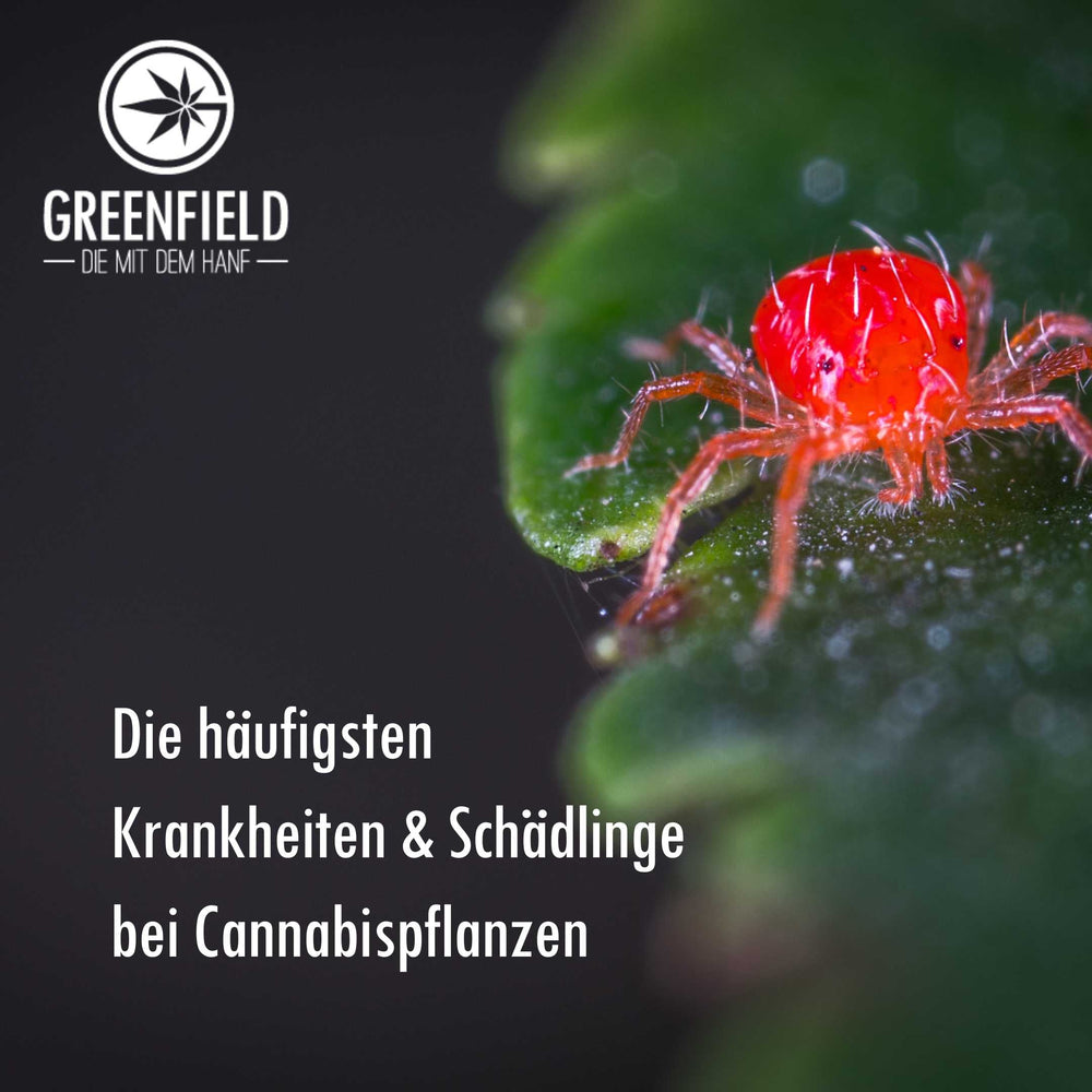 Schädlinge und Krankheiten von Cannabispflanzen