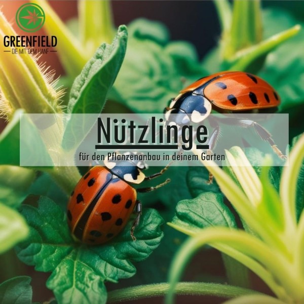 Nützlinge beim Cannabis-Anbau: Natürlicher Pflanzenschutz leicht gemacht