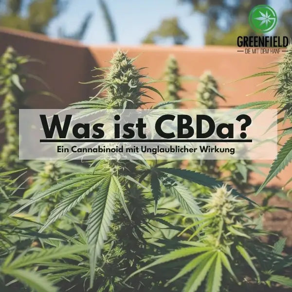 Wir erklären das Cannabinoid "CBDa" und welche Vorteile es deiner Gesundheit bringen kann