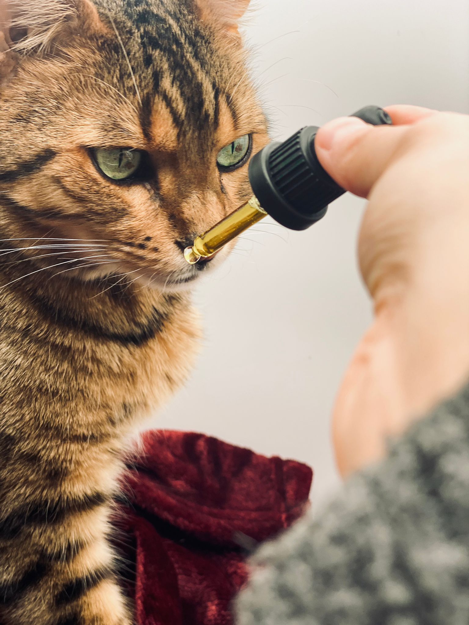 CBD für Tiere kaufen