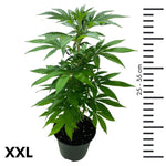 Echte Cannabispflanze mit ca. 35cm kaufen (ca. 2 Monate alt)