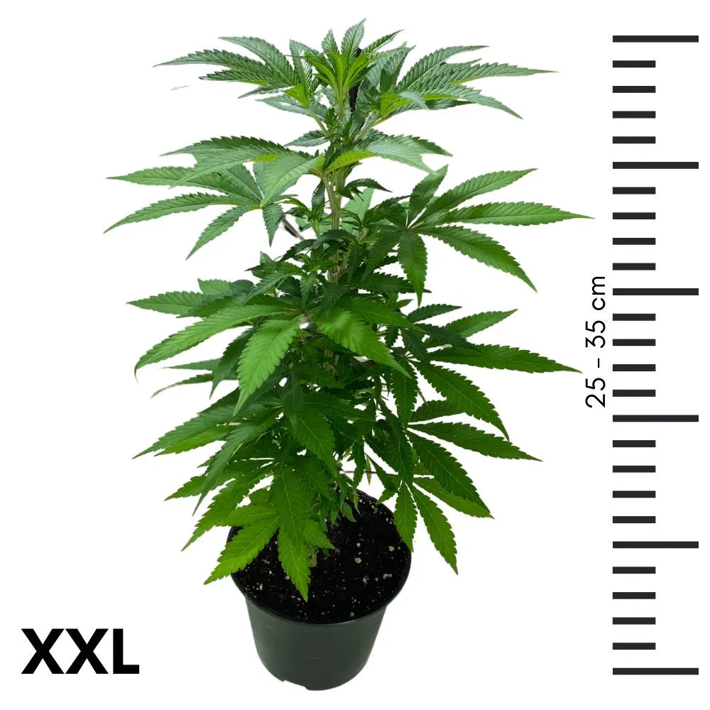 Echte Cannabispflanze mit ca. 35cm kaufen (ca. 2 Monate alt)