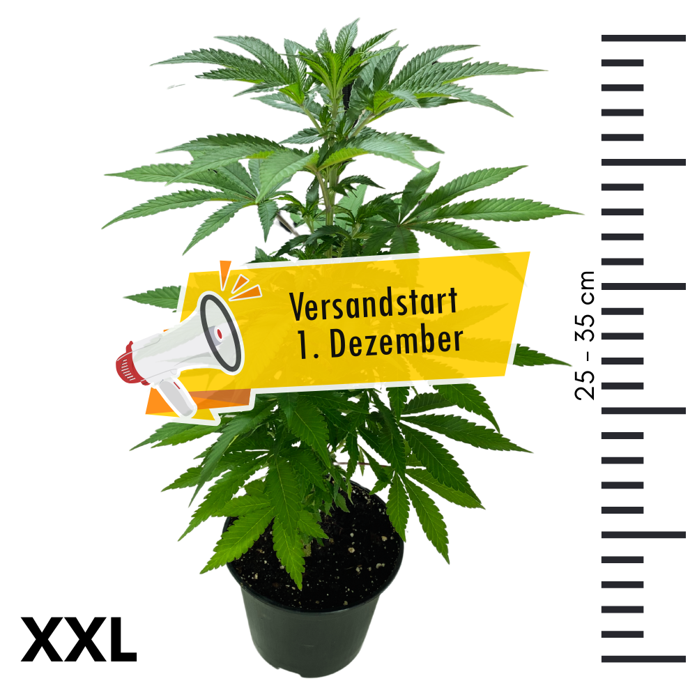 XXL Cannabispflanze