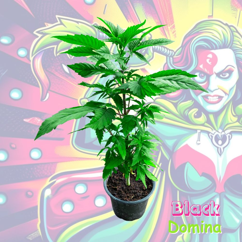 Blueberry Cannabispflanze im 0,25L Rundtopf