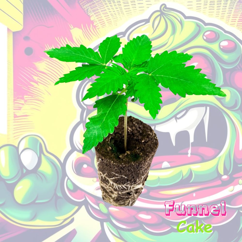 Funnel Cake Cannabispflanze im Keil 