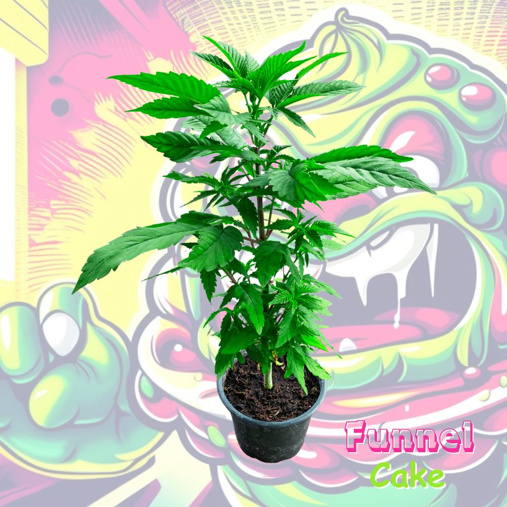 Tunnel Cake  Cannabispflanze im 0,25L Rundtopf