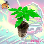 Cannabispflanze Gelato - BHG Greenfield GmbH