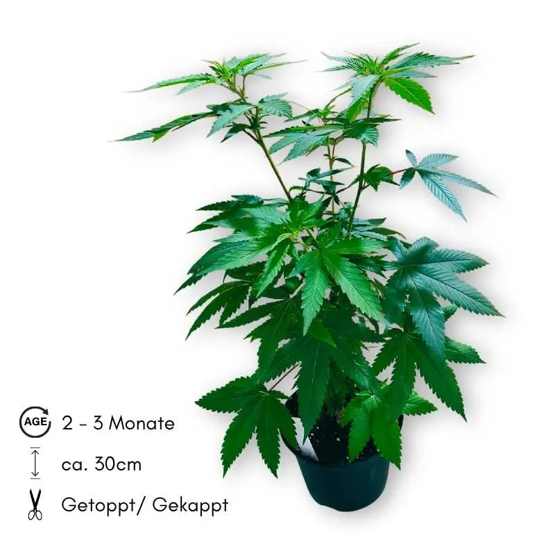 XXL Cannabispflanze (Getoppt) - BHG Greenfield GmbH