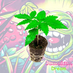 Cannabispflanze Jamaican Dream im Keil