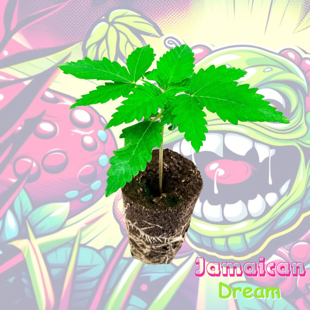 Cannabispflanze Jamaican Dream im Keil
