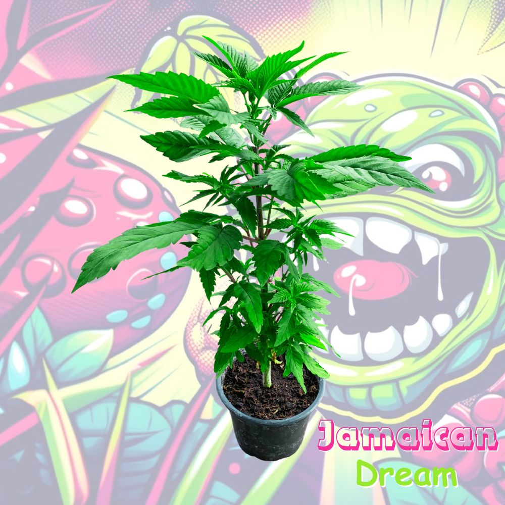 Cannabispflanze Jamaican Dream in Sondergroesse