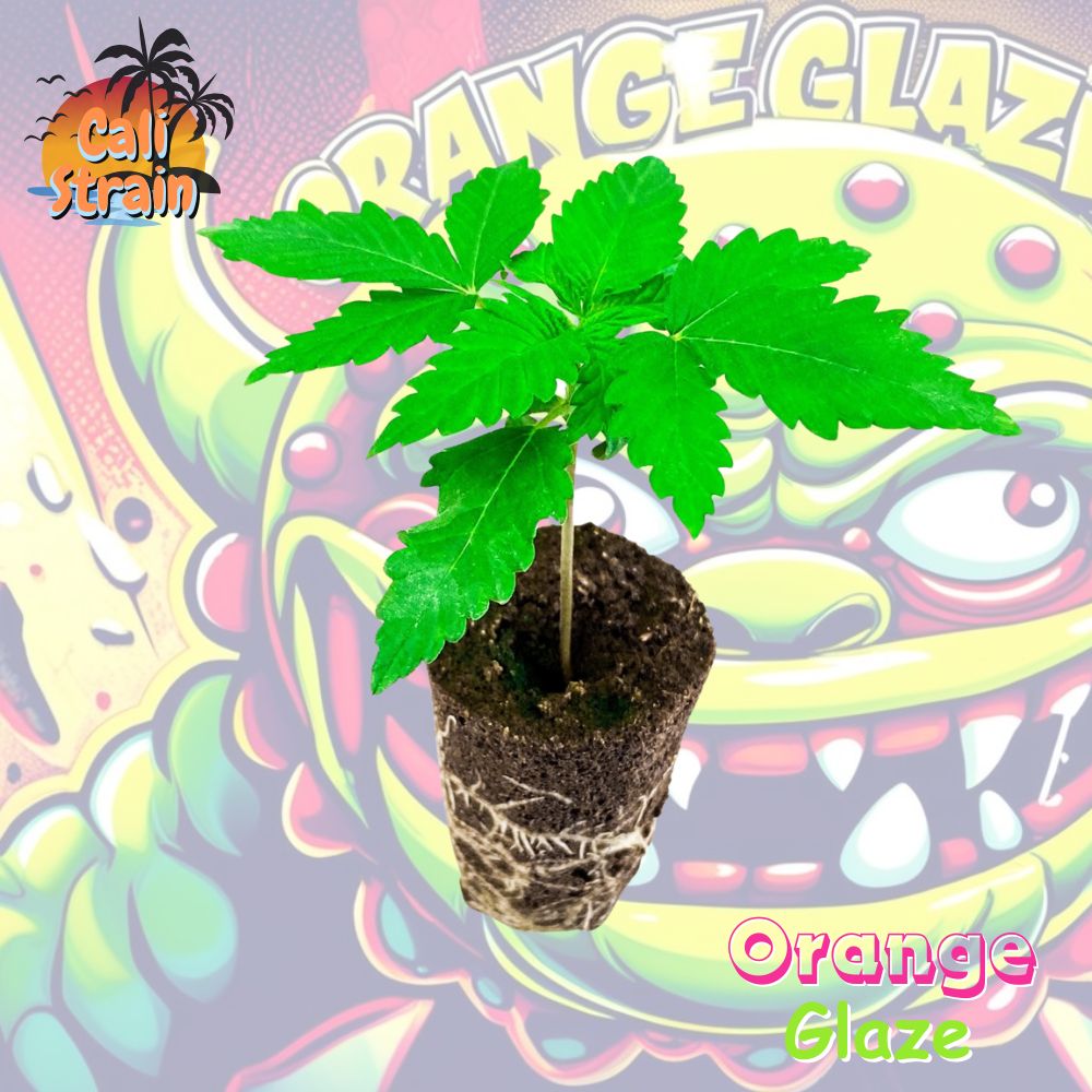 Orange Glaze Cannabispflanze im Keil
