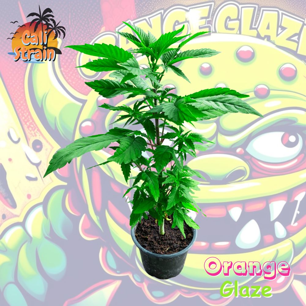 Orange Glaze Cannabispflanze im 0,25L Rundtopf