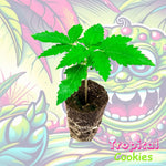 Tropical Cookies Cannabispflanze im Keil