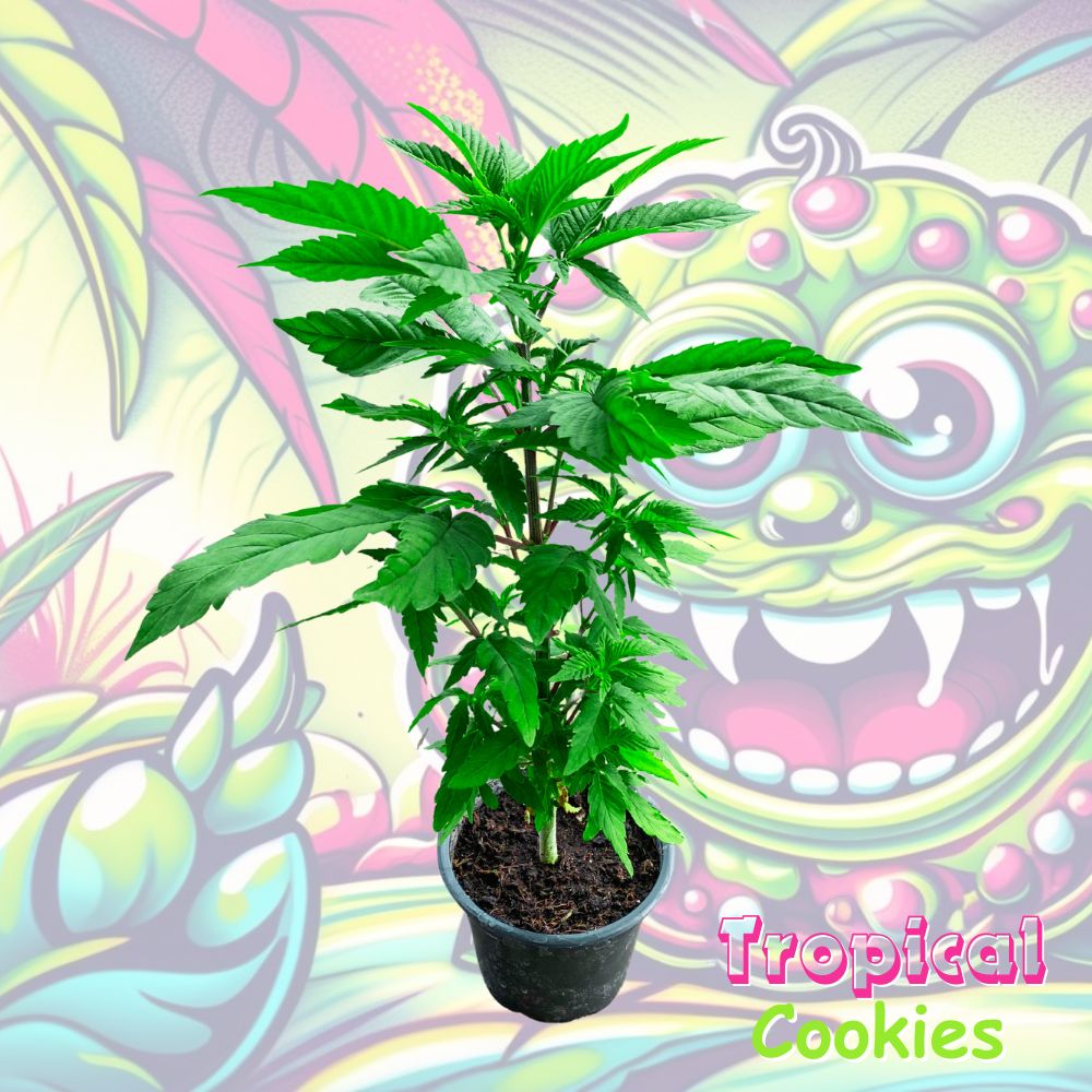 Tropical Cookies Cannabispflanze im 0,25L Rundtopf