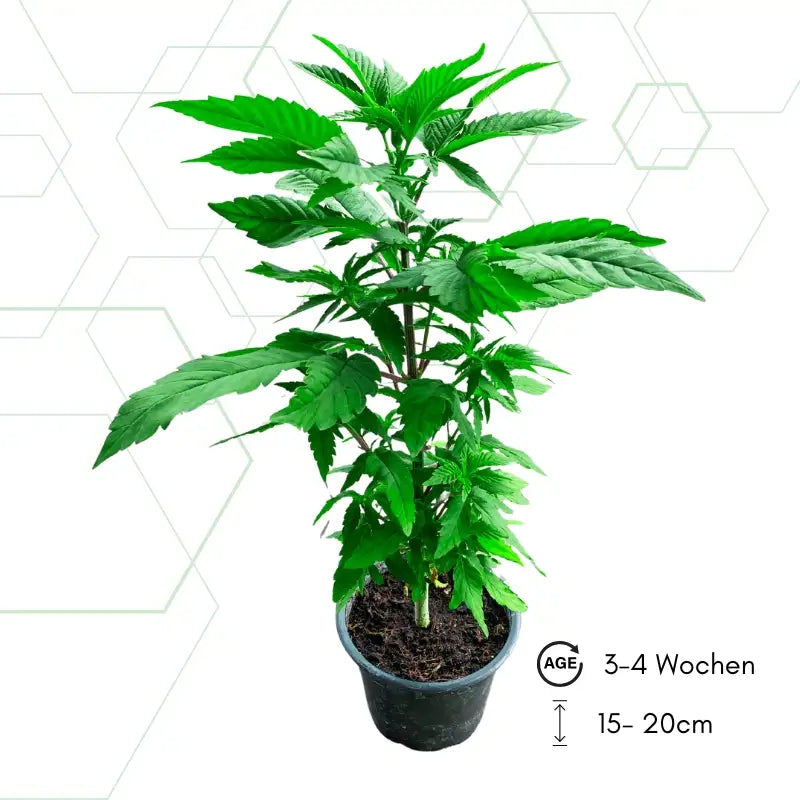 Cannabispflanze im 250ml Rundtopf