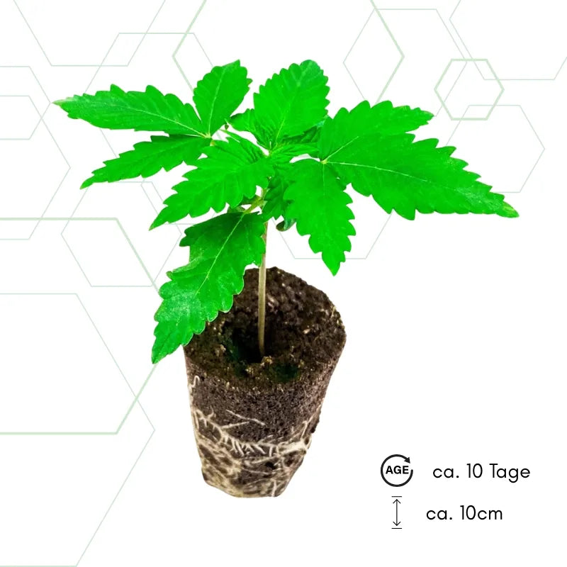 Cannabissetzling im Keil