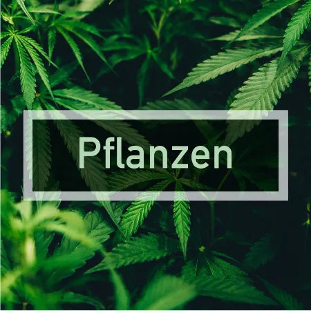 Zur Hanfpflanzen Kategorie