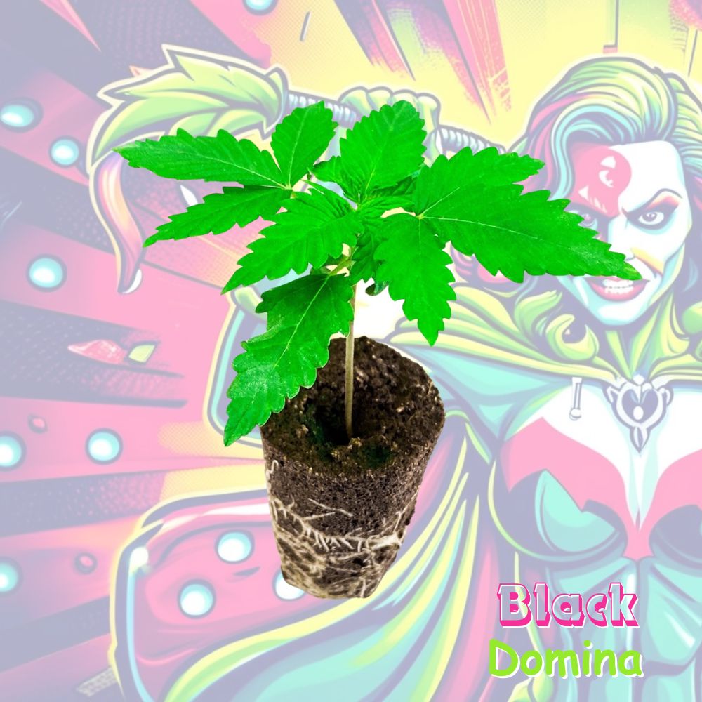 Black Domina Cannabispflanze im Keil