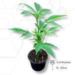 Dragonfruit OG Steckling