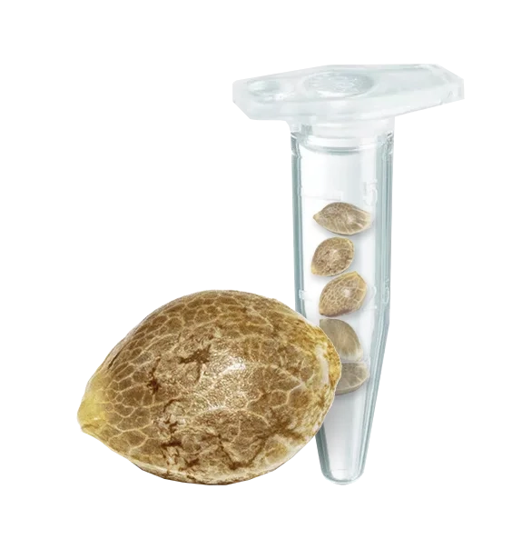 Royal Queen Seedes Automatic Apple Strudel_Samen feminzed 3 und 5 Stück
